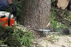  Savannah, GA Tree Care Pros