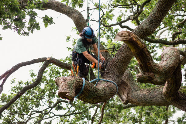 Best Utility Line Clearance  in Savannah, GA