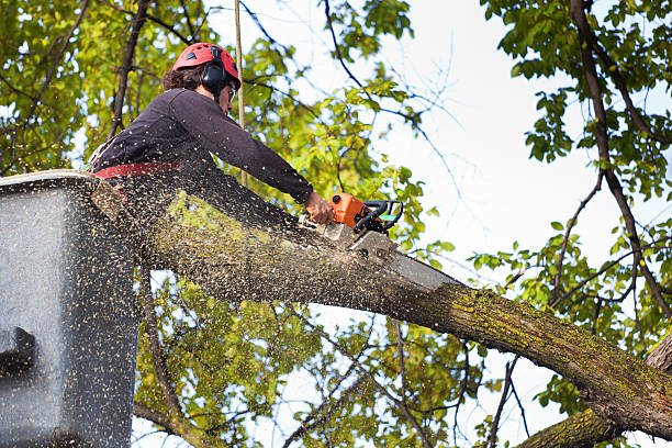 Best Storm Damage Tree Cleanup  in Savannah, GA