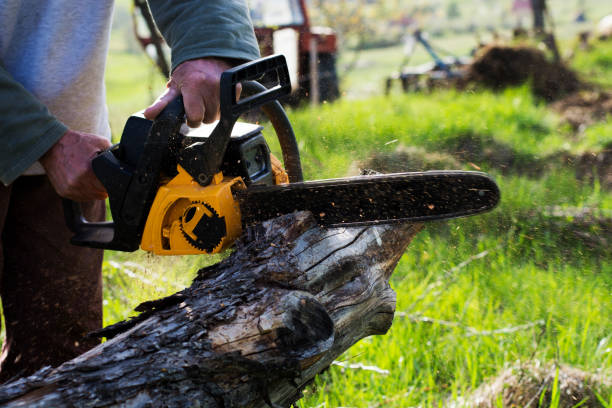 Best Tree Cabling and Bracing  in Savannah, GA