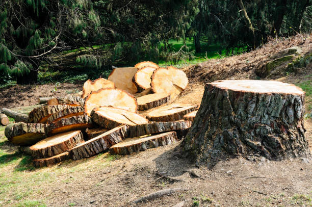 Best Tree Mulching  in Savannah, GA
